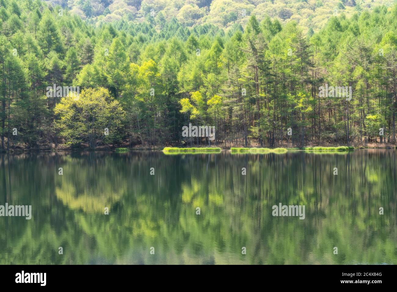 Green Forest Reflected in a Scenic Pond [SPE2C4XB4G]