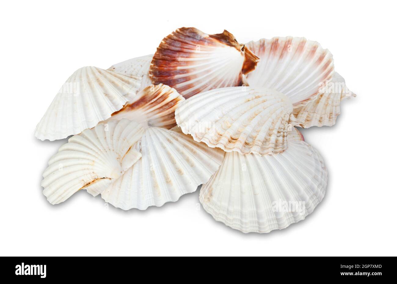 Scallop shell white isolated studio shot [SPE2GP7XMD]