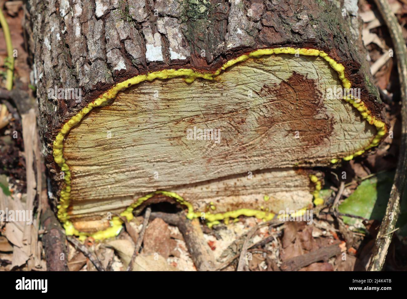 The cross section of a Gamboge newly cut tree spreading out its yellow blood getting melt. [SPE2J4K4TB]
