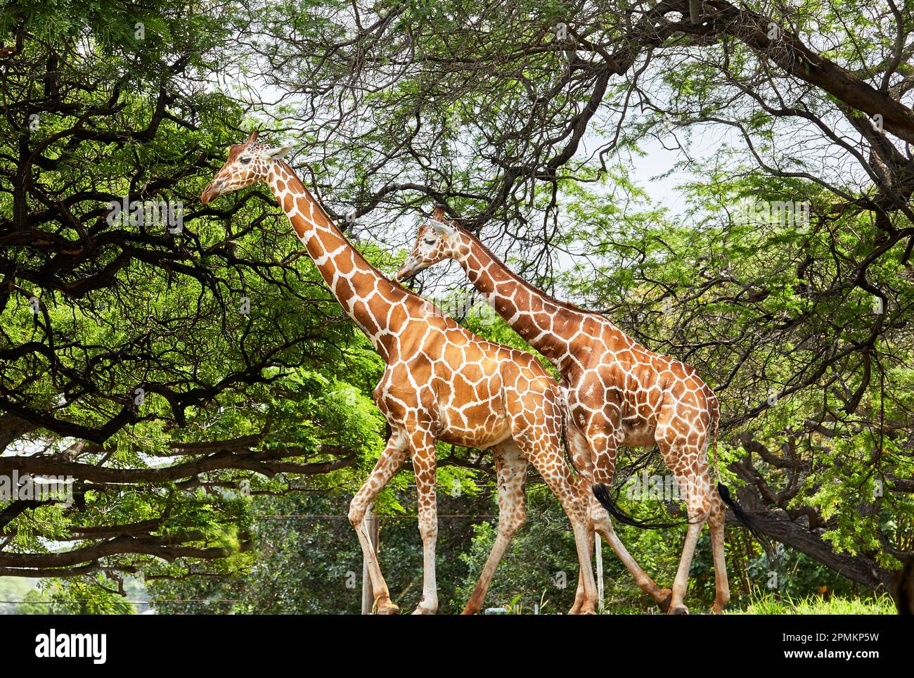 Two Giraffes walking together in a natural habitat style zoo [SPE2PMKP5W]