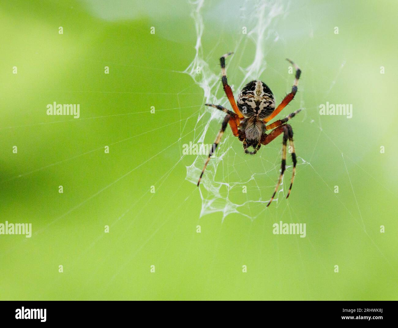 Spotted orbweaver (Neoscona domiciliorum) - Hall County, Georgia. An orbweaver monitors its web high above the ground near the tree canopy. [SPE2RHWK8J]