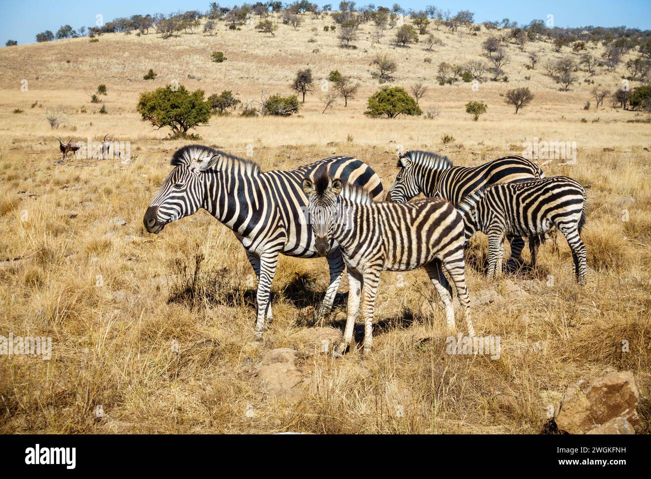 Family of zebras in its natural habitat in a wildlife preserve area in Gauteng province of South Africa [SPE2WGKFNH]