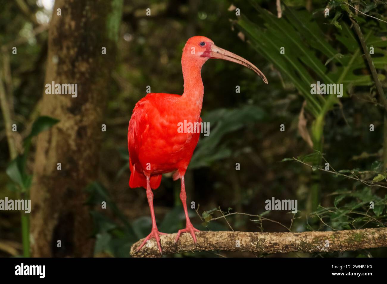 The scarlet ibis, or red ibis, (Eudocimus ruber) at the Birds of eden, free flight bird sanctuary, Plettenberg Bay, South Africa [SPE2WHB1K0]