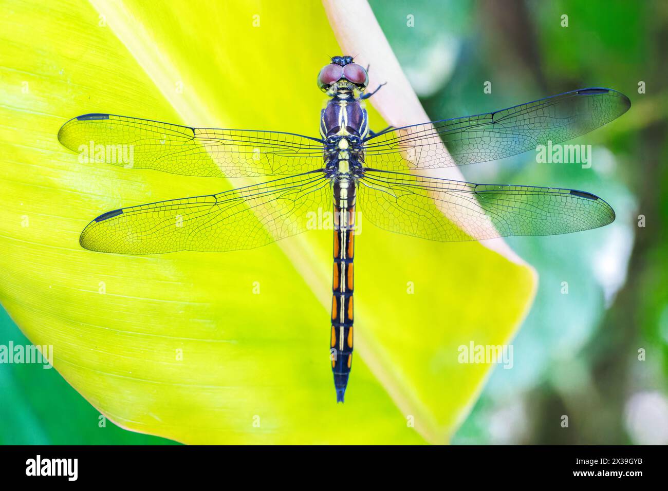 adult dragonfly, odonata, single specimen at rest, Bogor, Jakarta [SPE2X39GYB]