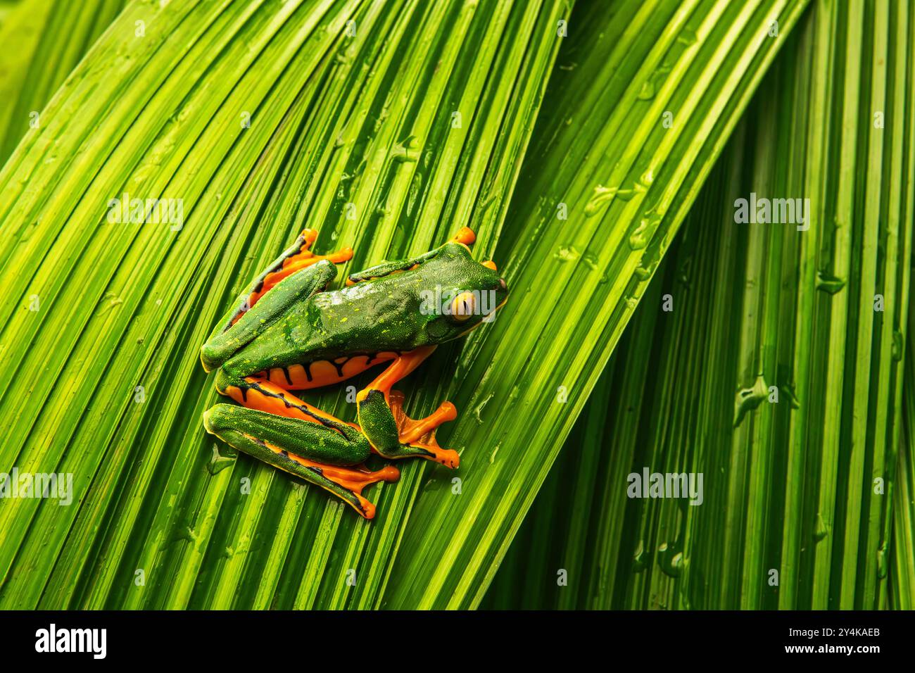 Yellow-eyed tree frog, La Paz Waterfall Gardens, Alajuela Province, Costa Rica [SPE2Y4KAEB]