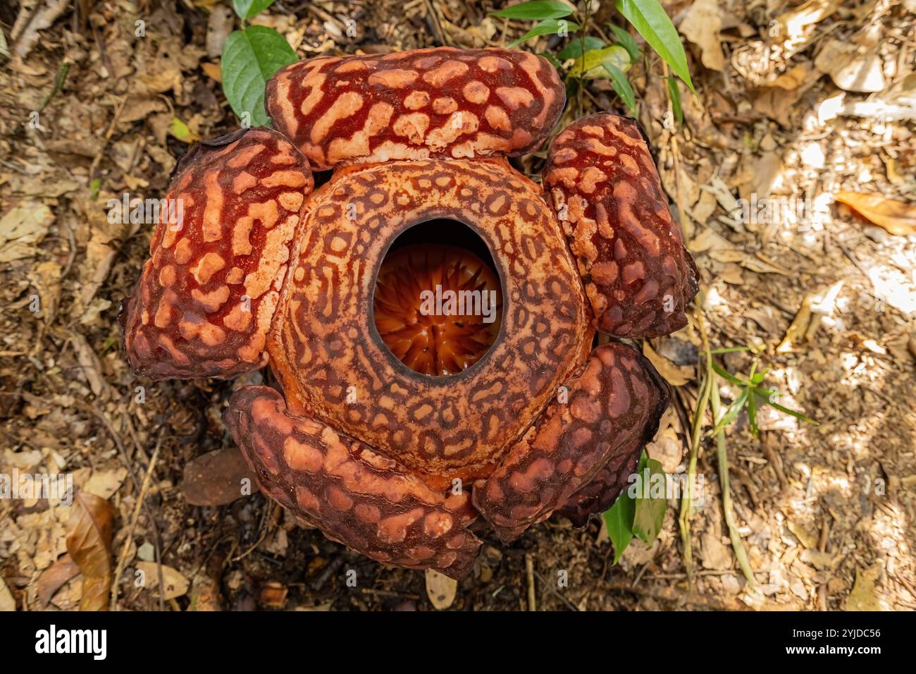 Rafflesia flower blooming top view in Borneo Jungle, Malaysia [SPE2YJDC56]