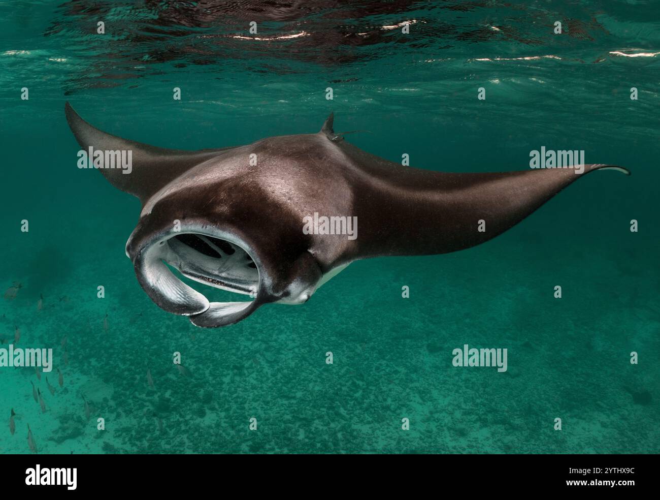 Eye level with a Reef Manta Ray (Mobula alfredi) swimming directly towards us. Ocean floor below and surface waves above. [SPE2YTHX9C]
