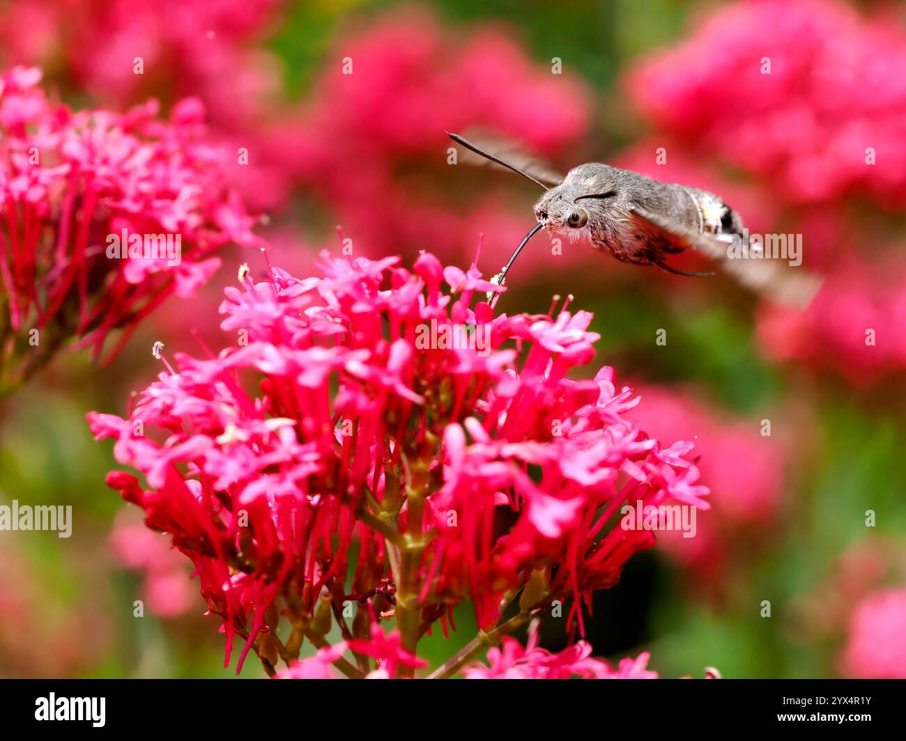 Close-up of Hummingbird Hawk-moth butterfly (Macroglossum stellatarum) feeding of red valerian flowers (Centranthus ruber) in flight [SPE2YX4R1Y]