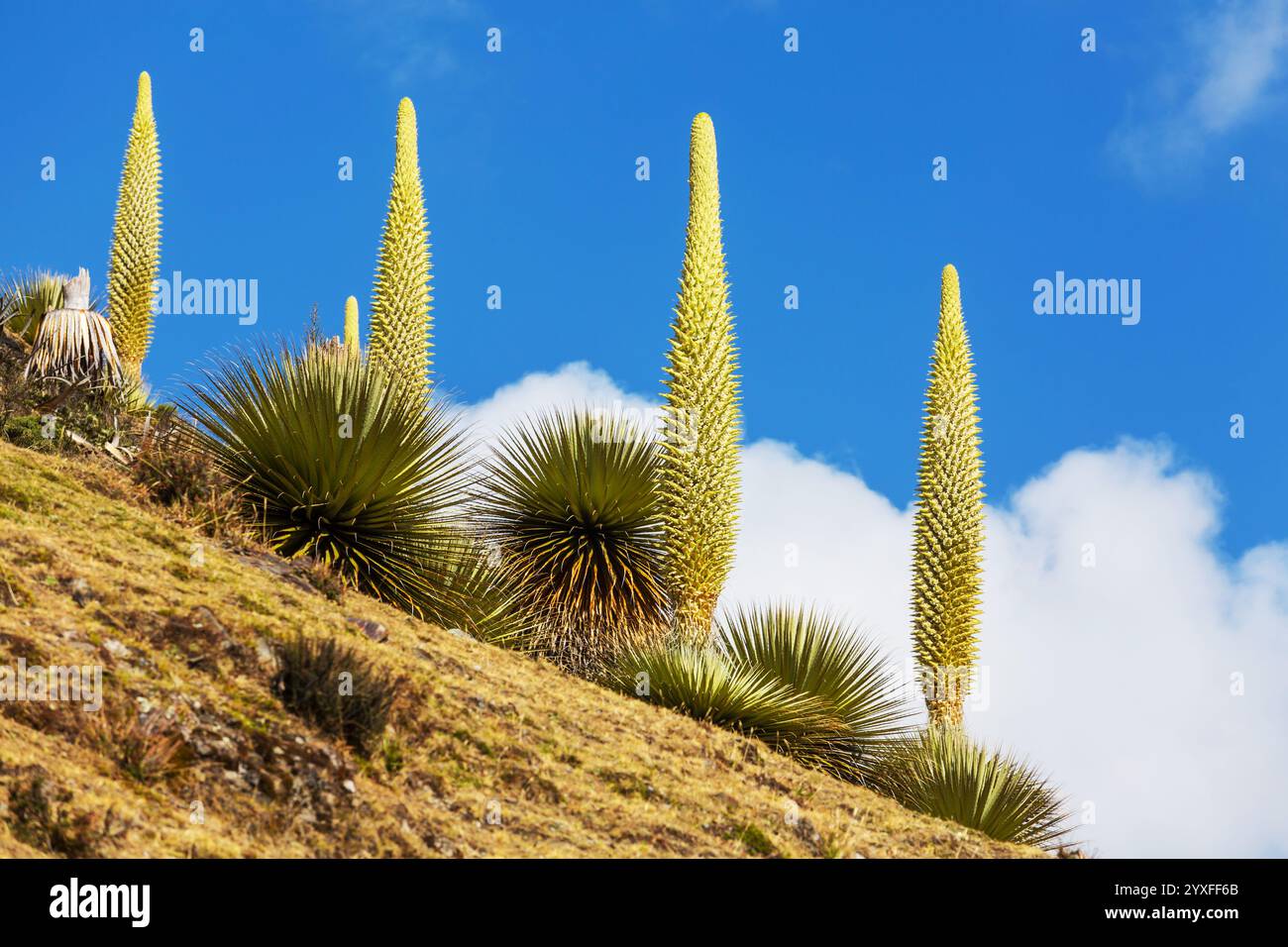 Puya Raimondii Plants high up in the Peruvian Andes, South America. [SPE2YXFF6B]