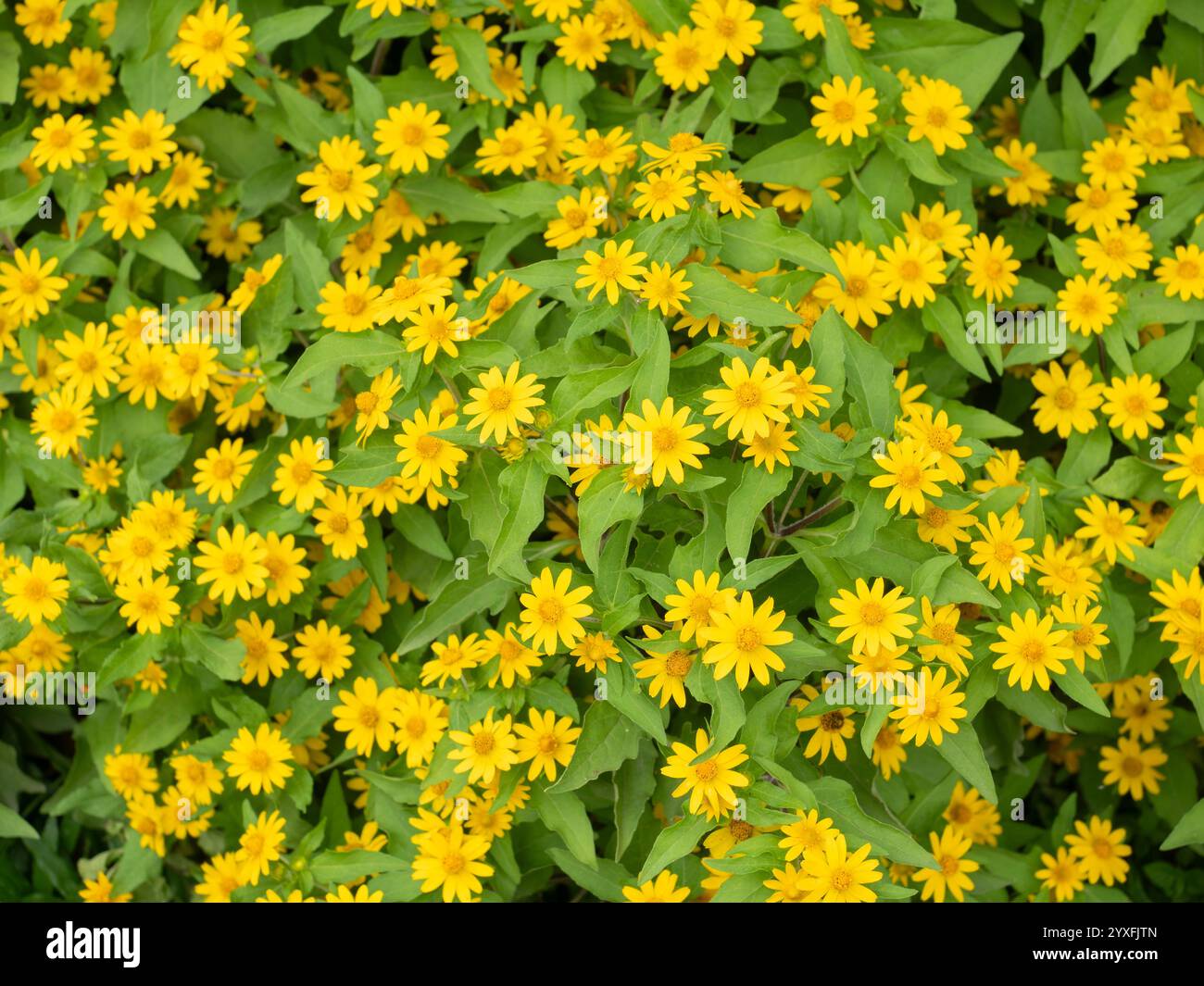 Colorful leaves and flowers for nature background. [SPE2YXFJTN]
