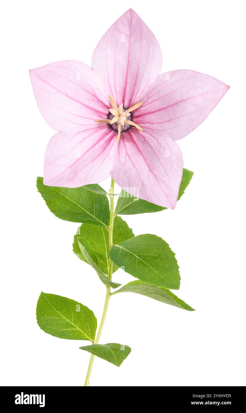 Pink Balloon flower  isolated on white background [SPE2YXHYD5]