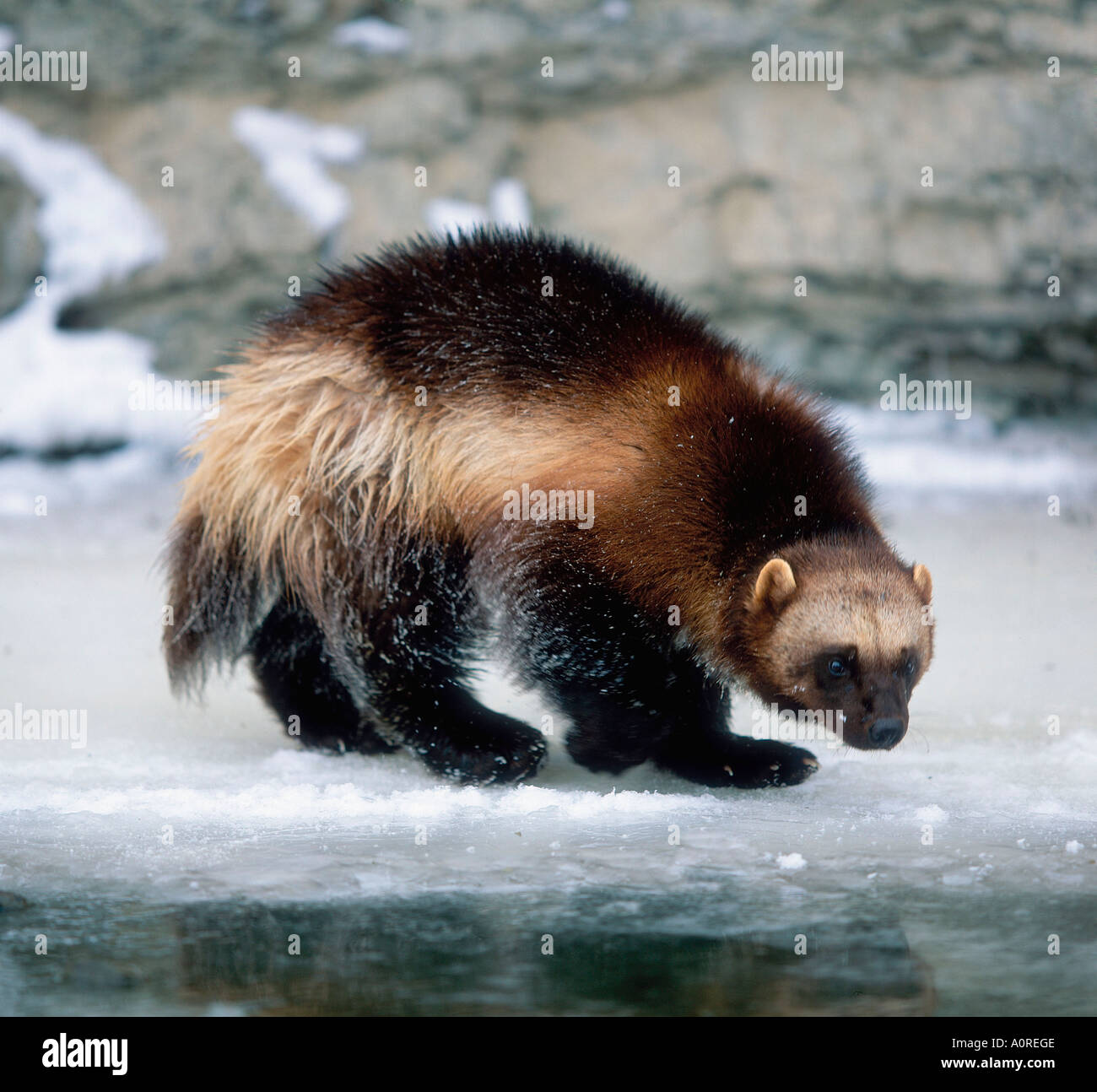 Wolverine [SPEA0REGE]