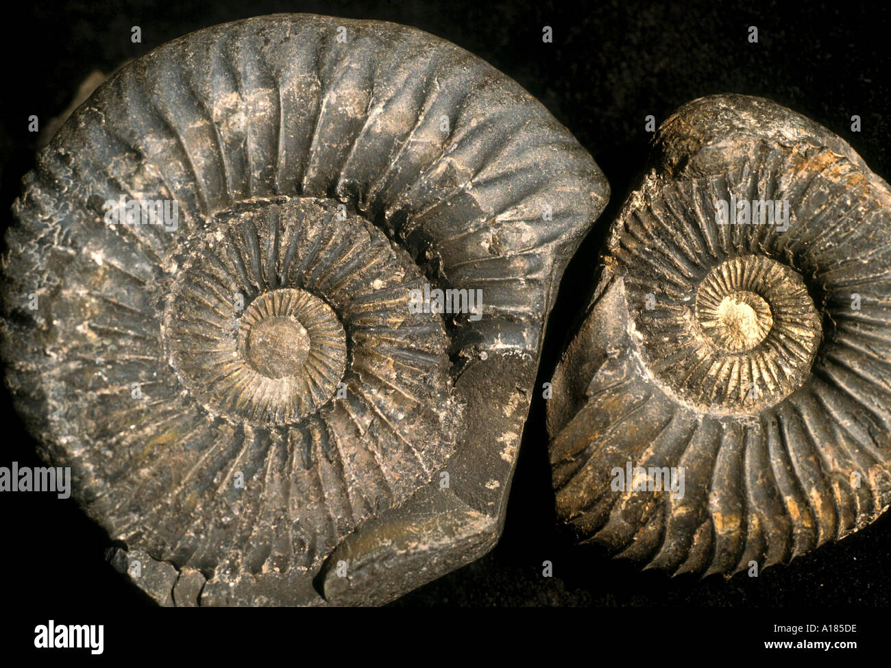 Ammonite fossils largest one 75mm across from the Jurassicspiti Shales Muktinath Nepal A C Waltham [SPEA185DE]