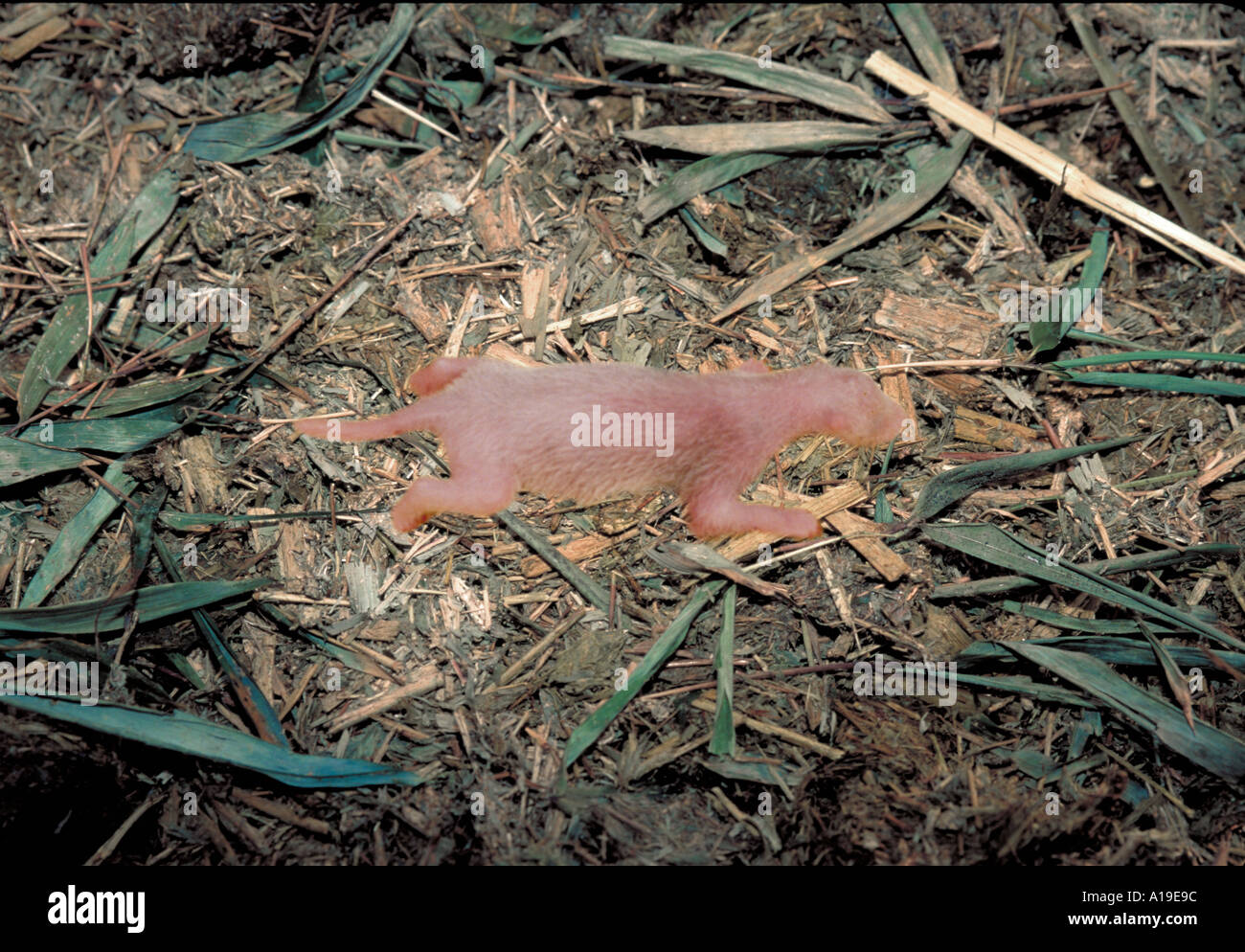 New born Giant panda lying on grass Wolong Nature Reserve Sichuan Province China [SPEA19E9C]