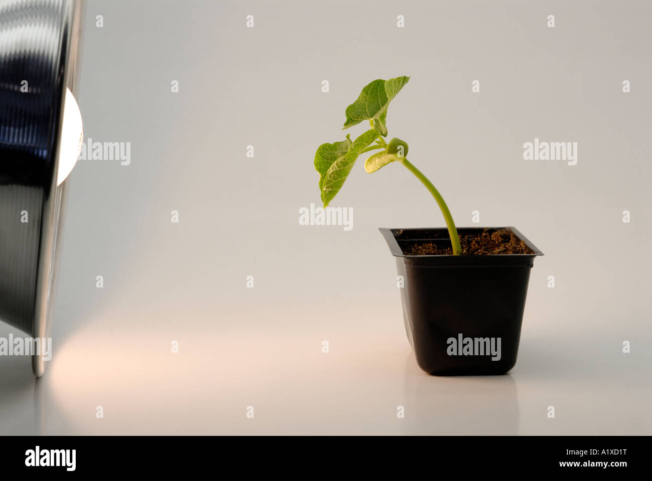 Bean seedling bends towards light source - phototropism [SPEA1XD1T]