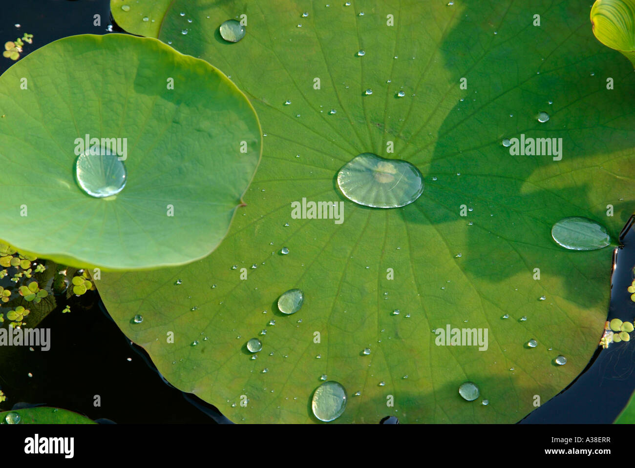 Lotusblaetter, Lotus leaves with drops of water [SPEA38ERR]