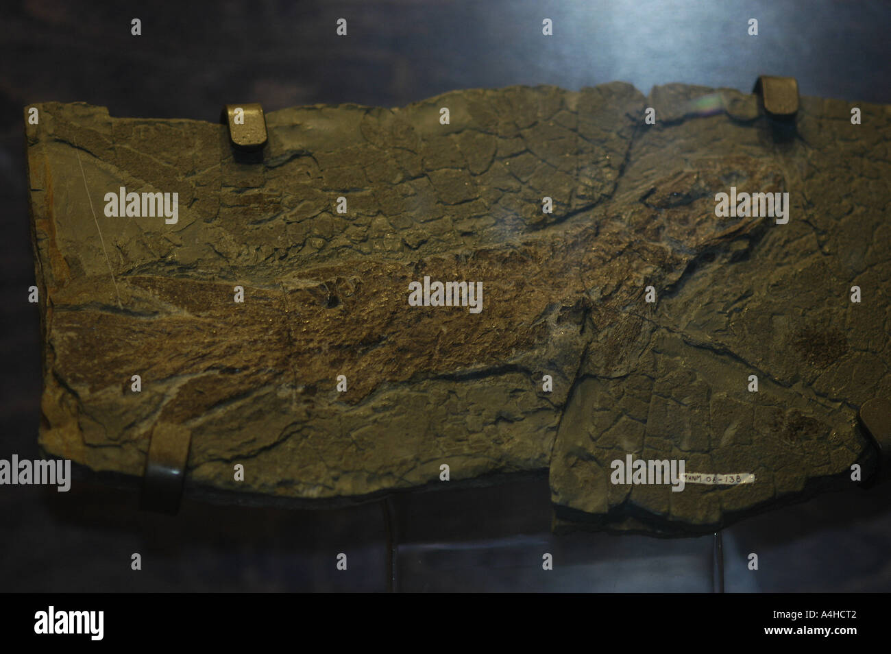 Eusthenopteron fossil Foordi Miguasha Quebec Canada archaeology science remain finding north american history historical fosil archaeologist dinosaur scientific fish marine water [SPEA4HCT2]