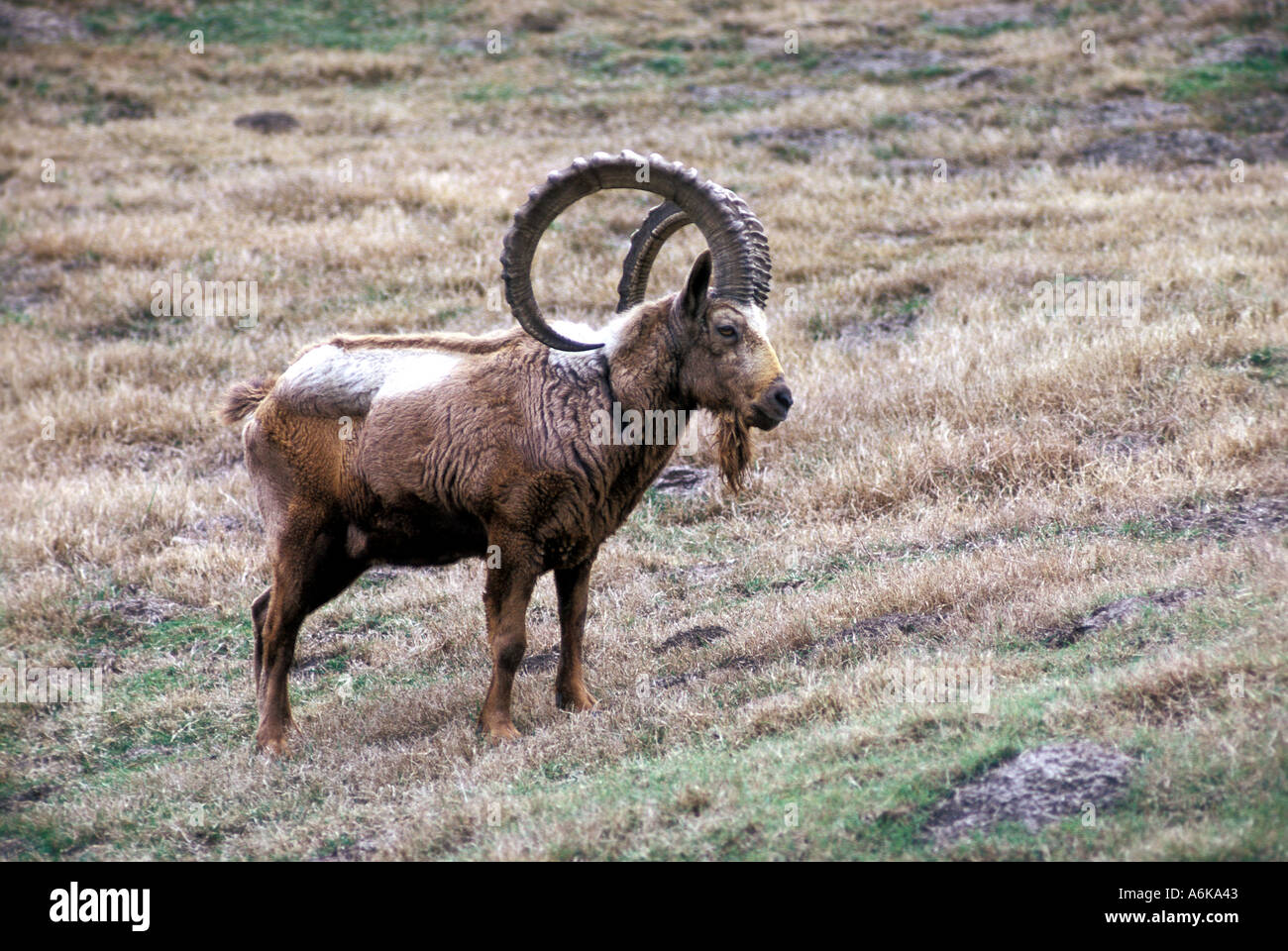 MAMMAL IBEX Siberian [SPEA6KA43]
