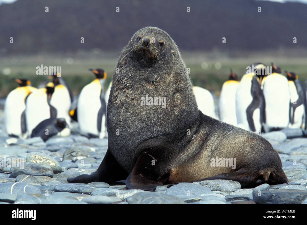 Antarctica, South Georgia Island, Southern fur seal (Arctocephalus gazella) [SPEA6TMEB]
