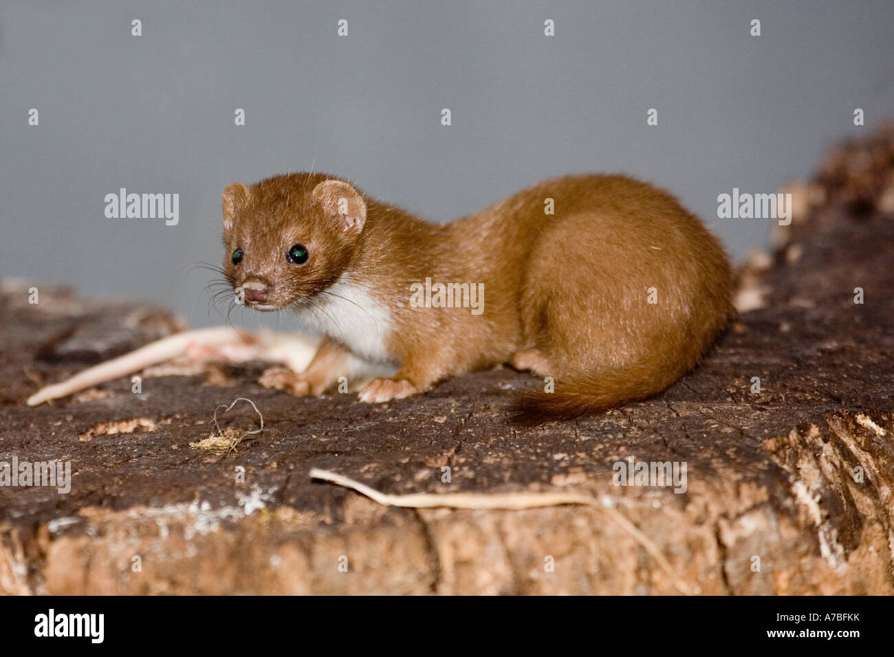 Weasel Mustela nivalis [SPEA7BFKK]