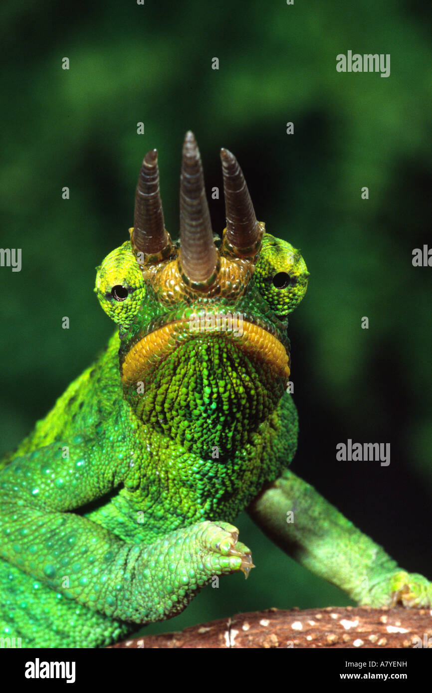 Jackson's Chameleon (Male), Chamaeleo jacksoni, NAtive to Eastern Africa [SPEA7YENH]
