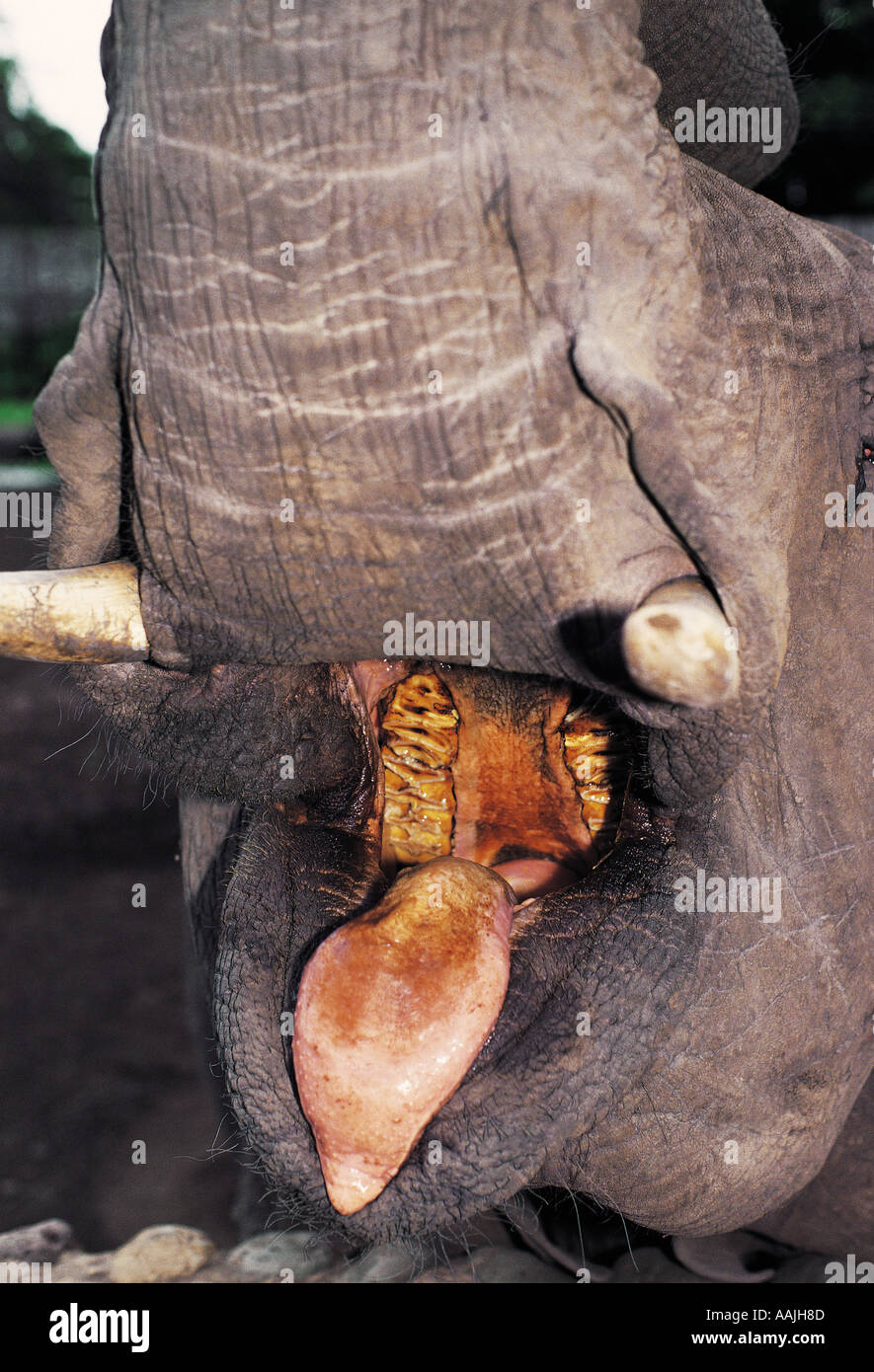 Inside of elephant s mouth showing teeth and tongue Tanzania East Africa This elephant is about 20 years old [SPEAAJH8D]