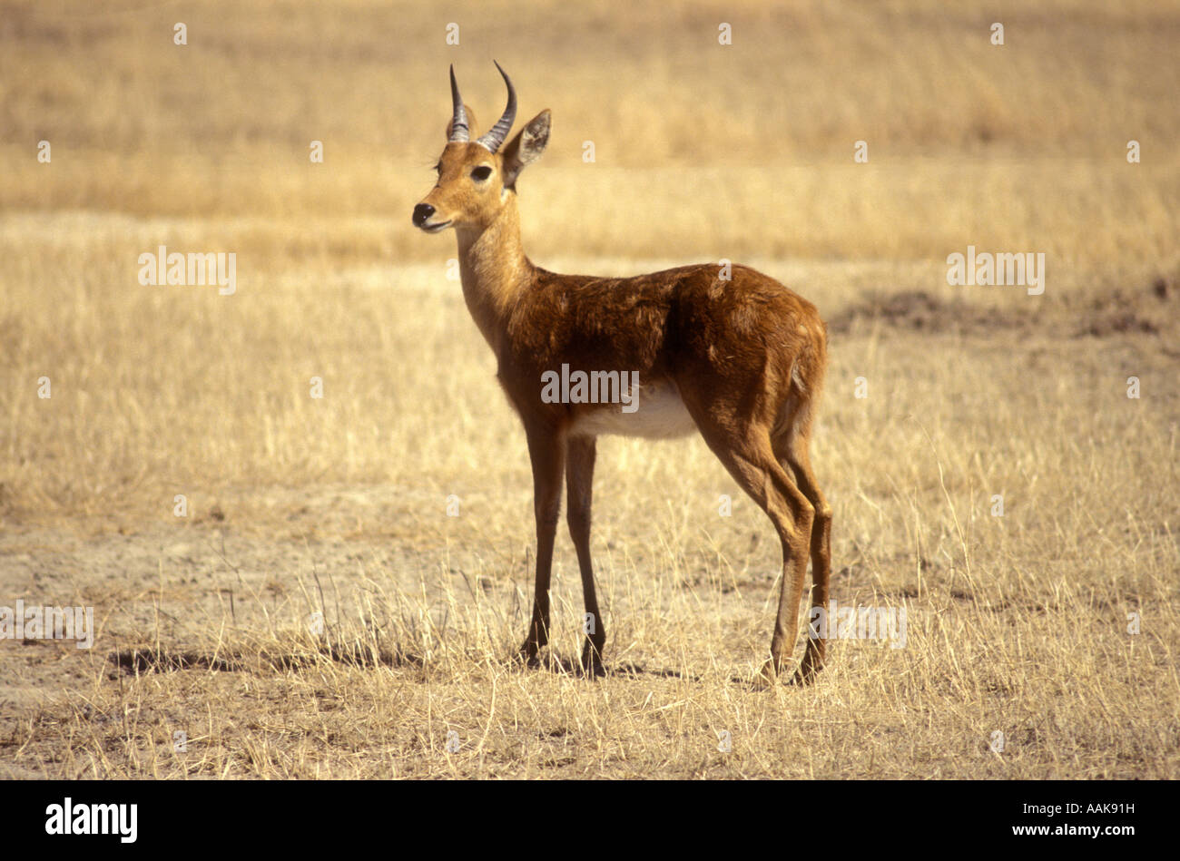 Male Bohor Reedbuck standing in the open Serengeti National Park Tanzania East Africa [SPEAAK91H]
