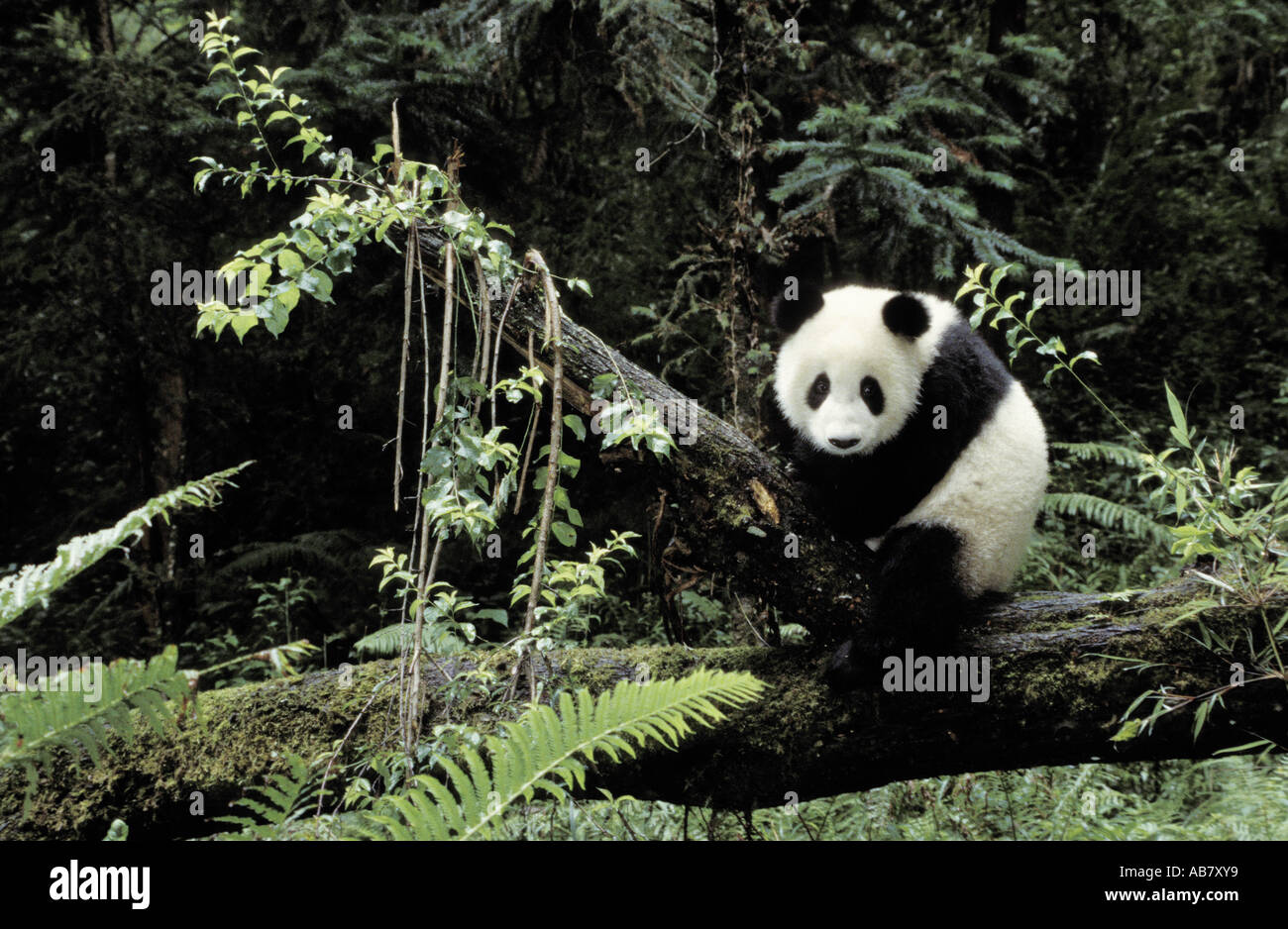 giant panda (Ailuropoda melanoleuca), sitting on a trunk, captive, China, Wolong Valley, Panda centere [SPEAB7XY9]
