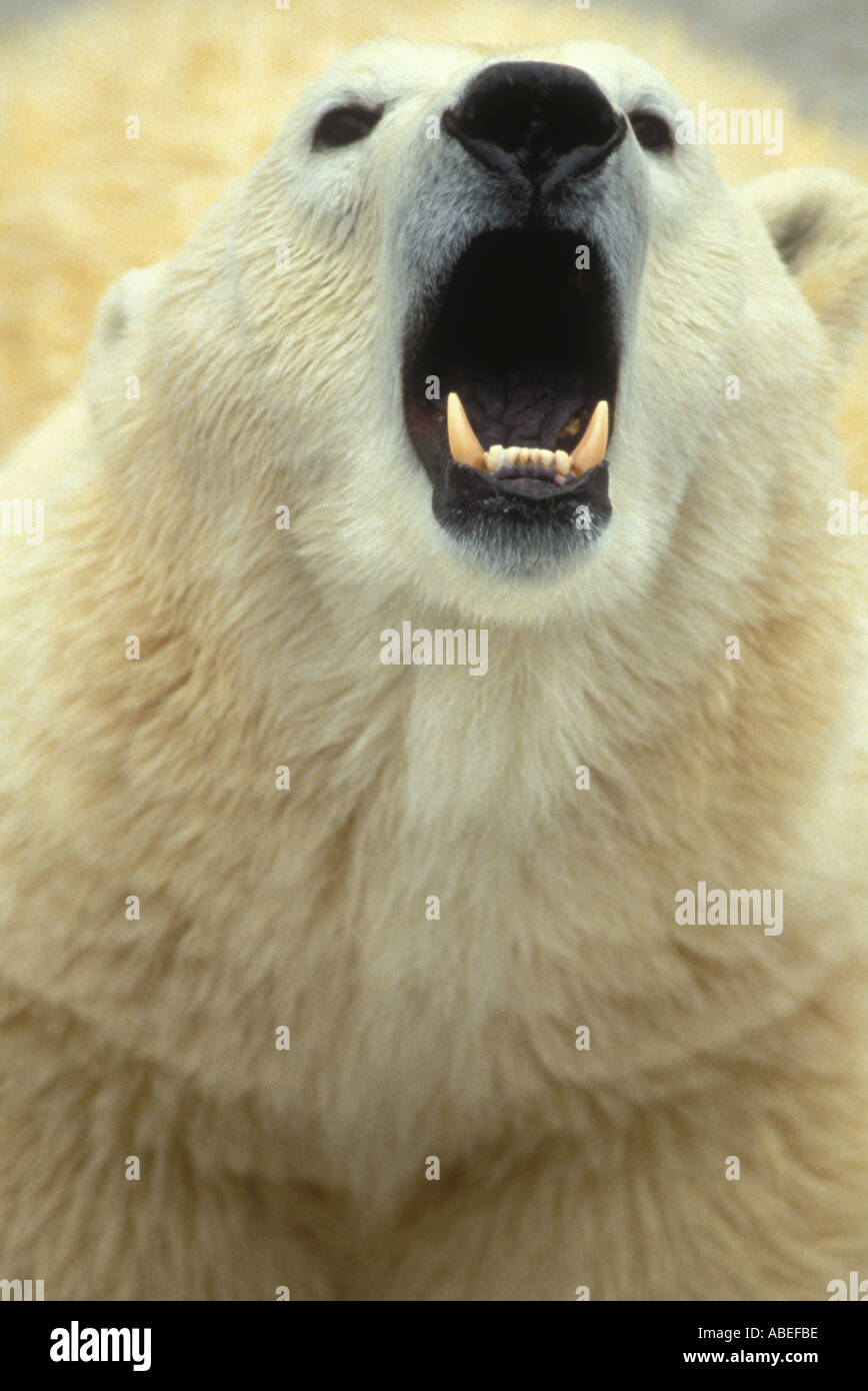 Polar bear showing its teeth [SPEABEFBE]