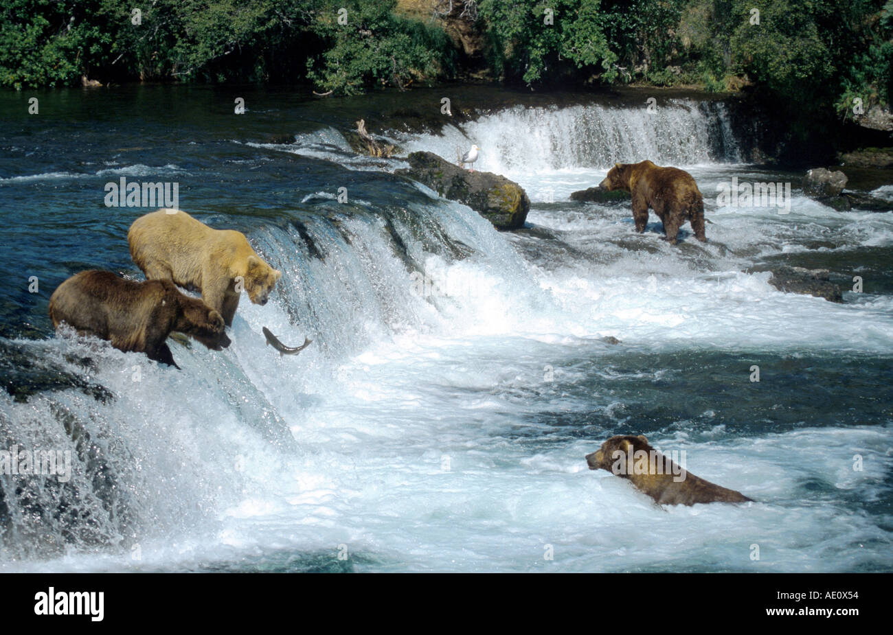 brown bear (Ursus arctos), four bears catching salmons, USA, Alaska [SPEAE0X54]