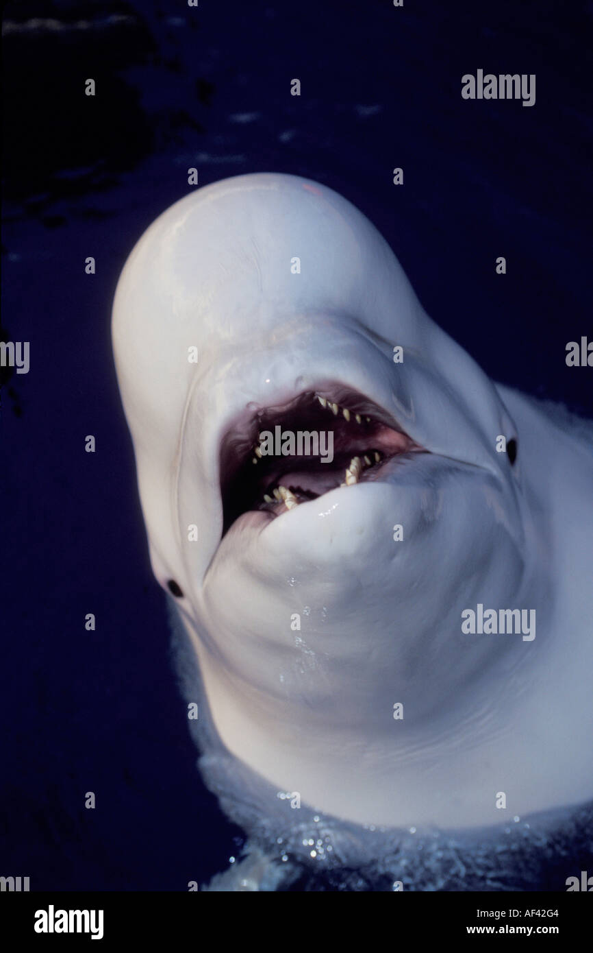 Beluga whale or Sea Canary Delphinapterus leucas Manitoba Churchill and Seal River Area Northern Canada Like other circumpolar h [SPEAF42G4]