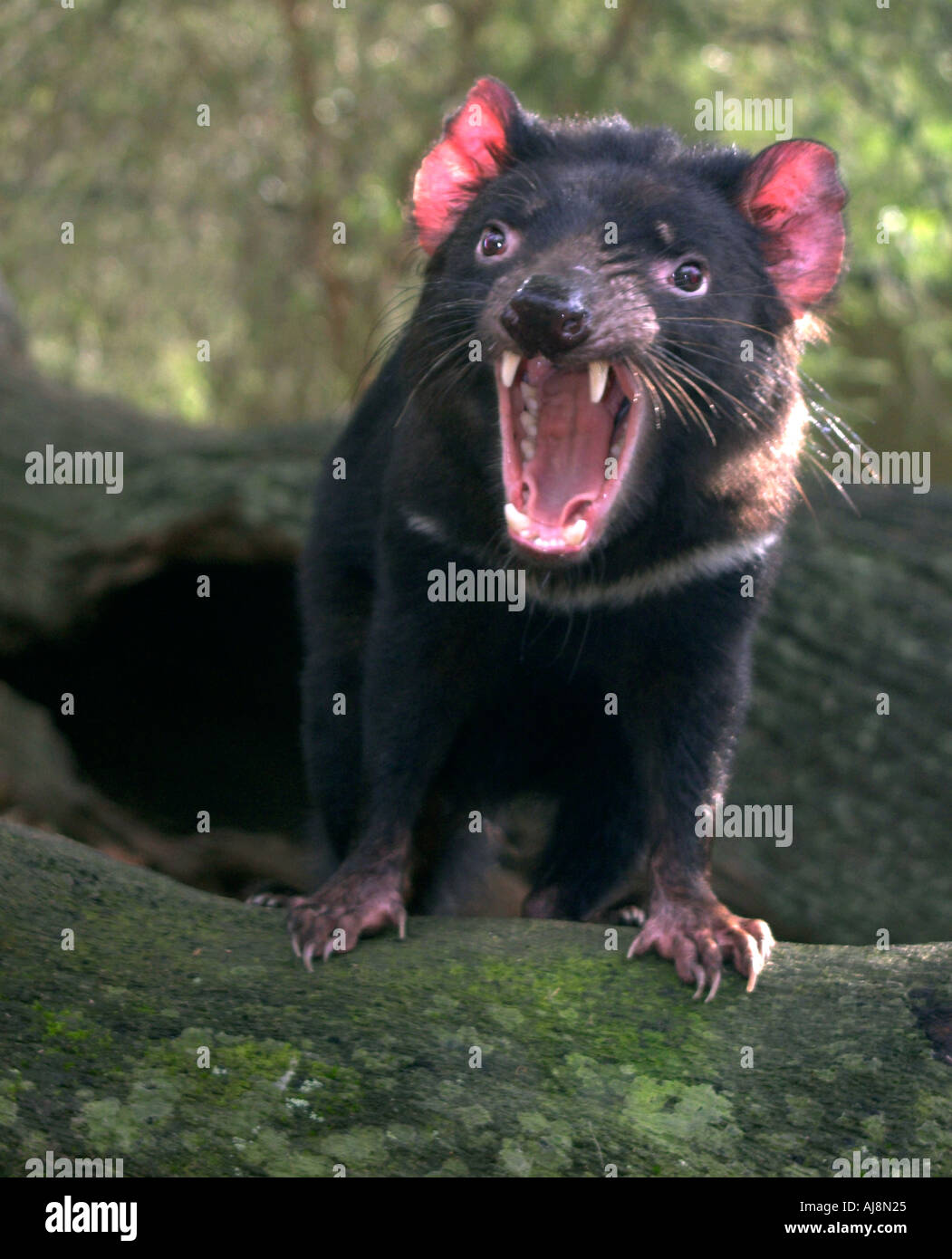tasmanian devil sarcophilus harrisi, single adult on a rock yawning [SPEAJ8N25]