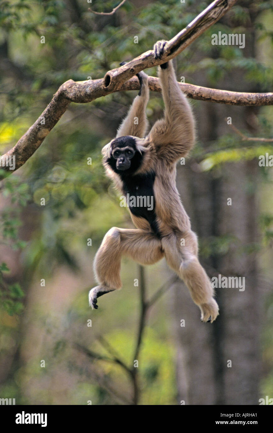 Female Pileated Gibbon (Hylobates pileatus) Thailand, Captive [SPEAJRHA1]