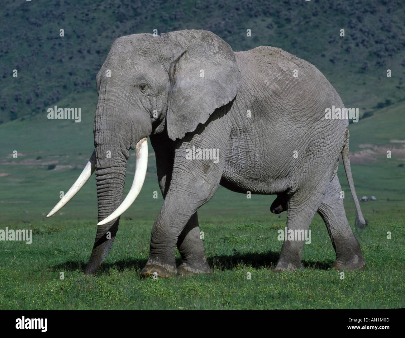 African Elephant Loxodonta africana Male in the Ngorongoro Crater [SPEAN1M0D]