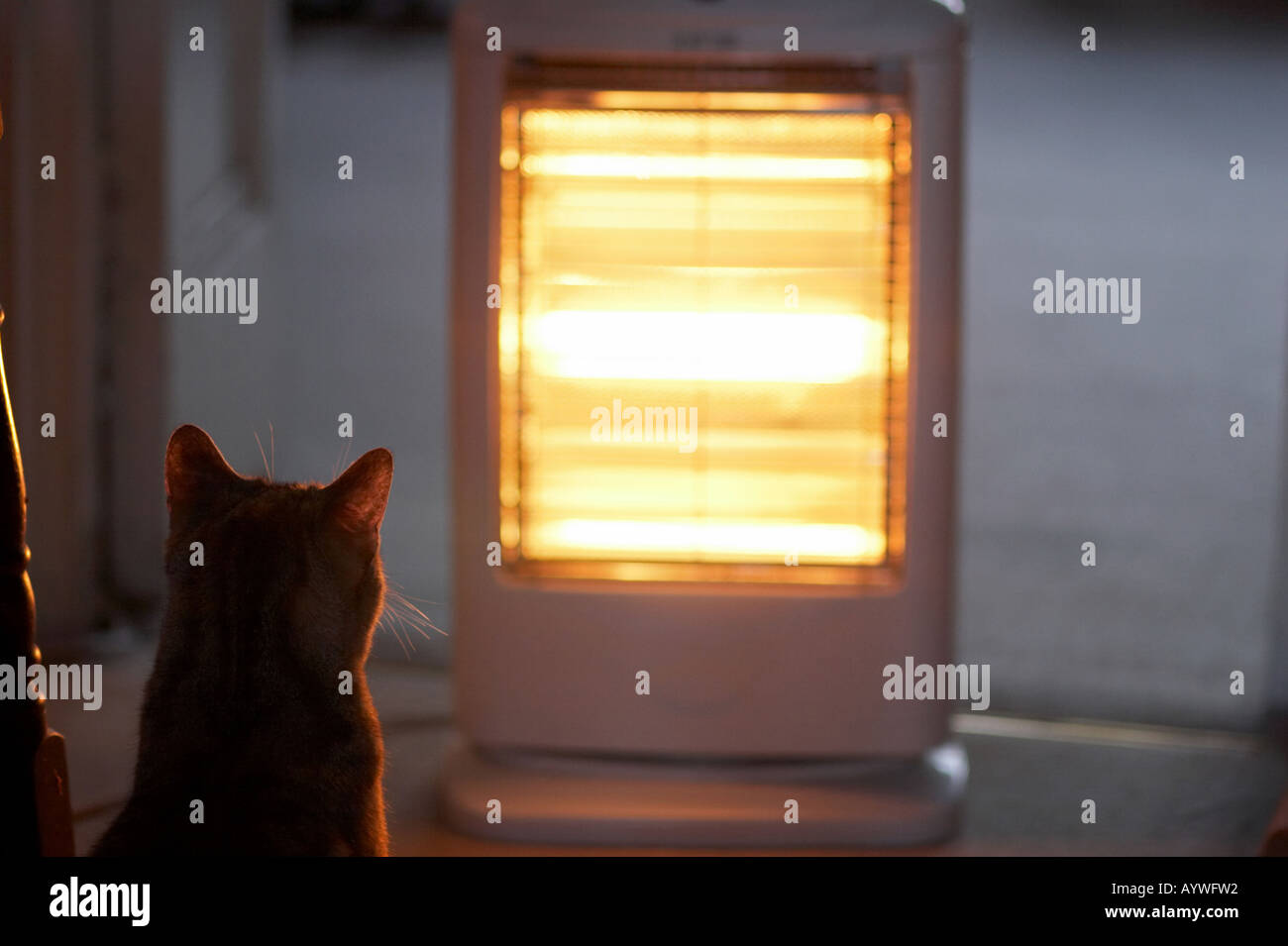 Cat and halogen heater in the home [SPEAYWFW2]