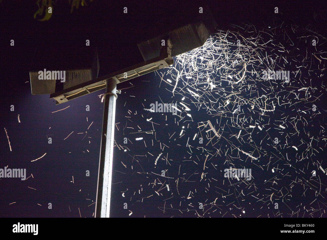 insects attracted to a flood light in Orbost, New South Wales, Australia. [SPEBKY460]