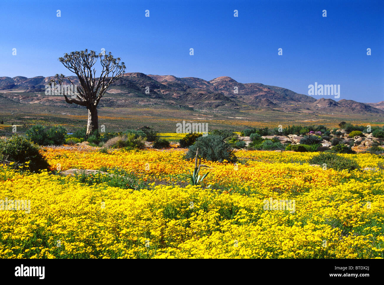 A field of yellow and orange flowers in Namaqualand [SPEBTDX2J]