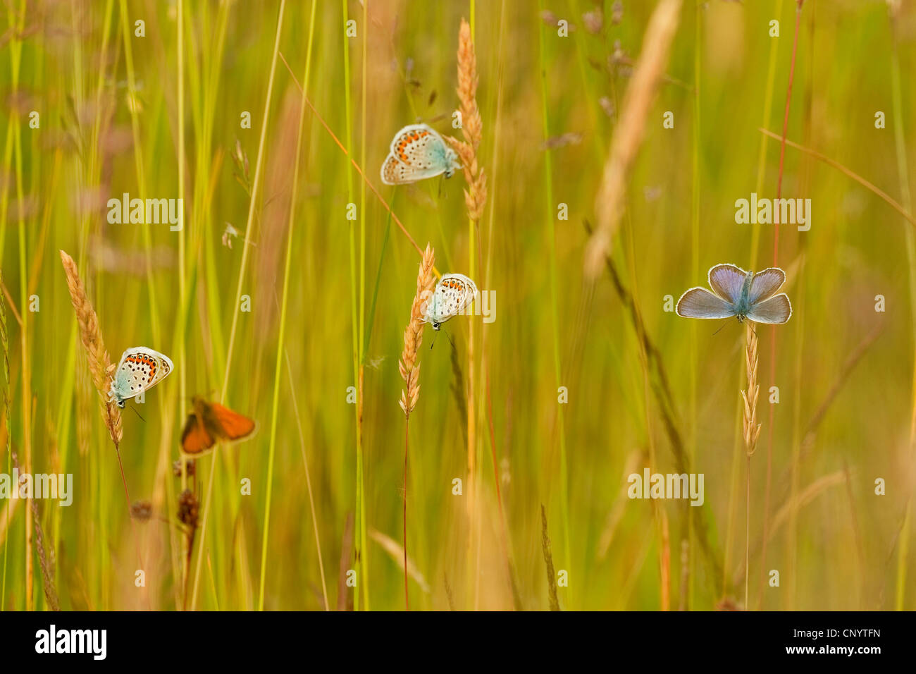 Silver-studded blue (Plebejus argus, Plebeius argus), Silver studded blue males with skipper, sleeping community, Germany, North Rhine-Westphalia [SPECNYTFN]