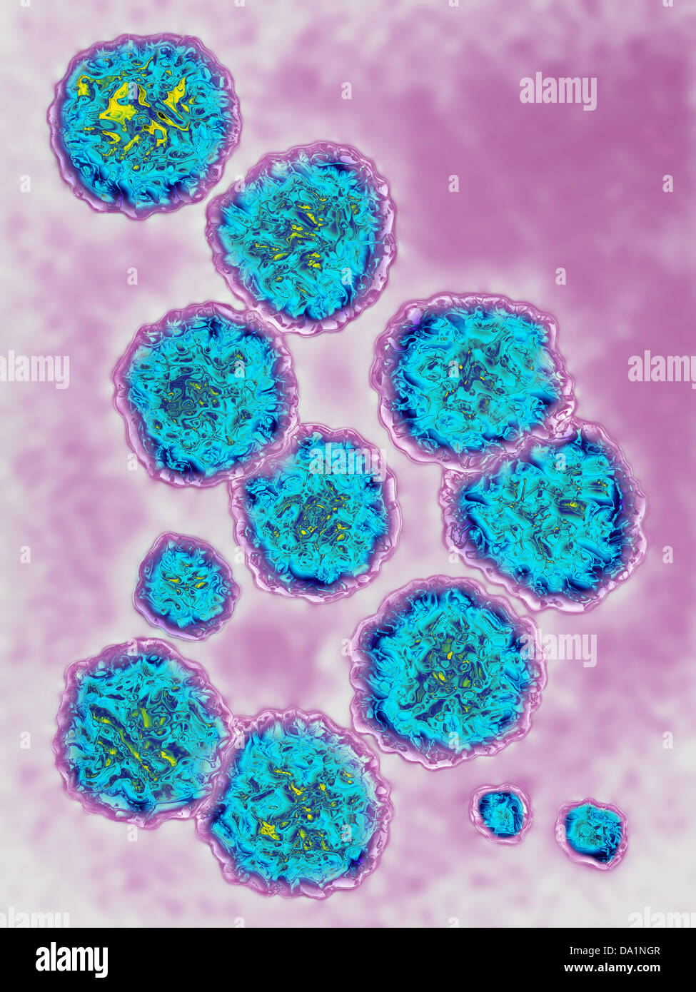 HEPATITIS C VIRUS [SPEDA1NGR]