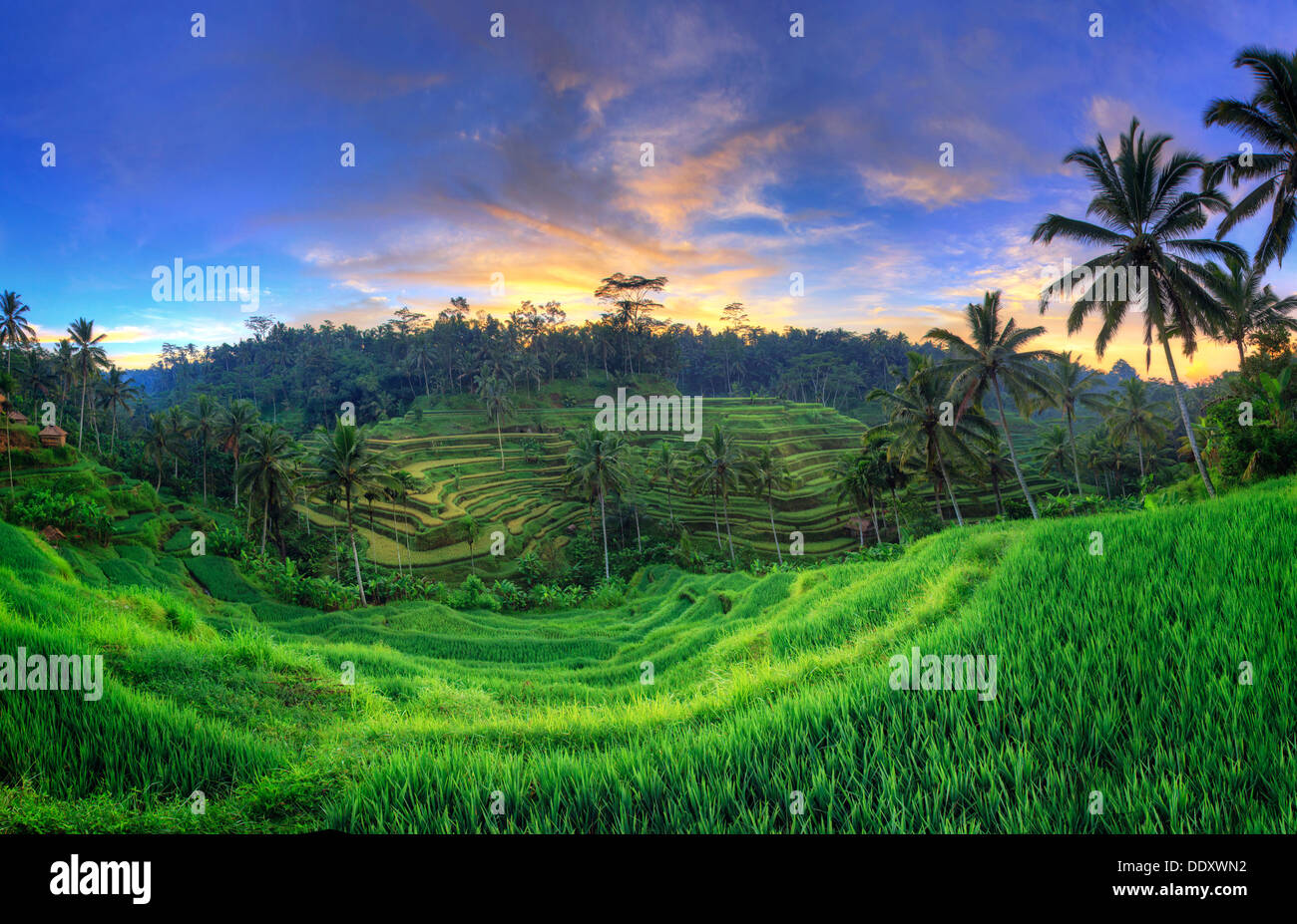 Indonesia, Bali, Ubud, Ceking Rice Terraces [SPEDDXWN2]