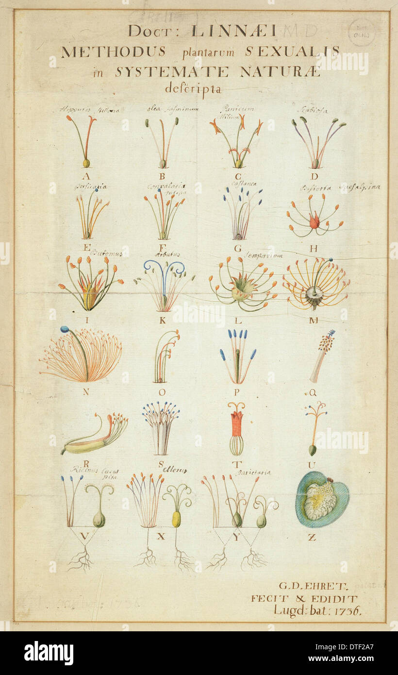Carl Linnaeus's Systema Naturae (1736) [SPEDTF2A7]