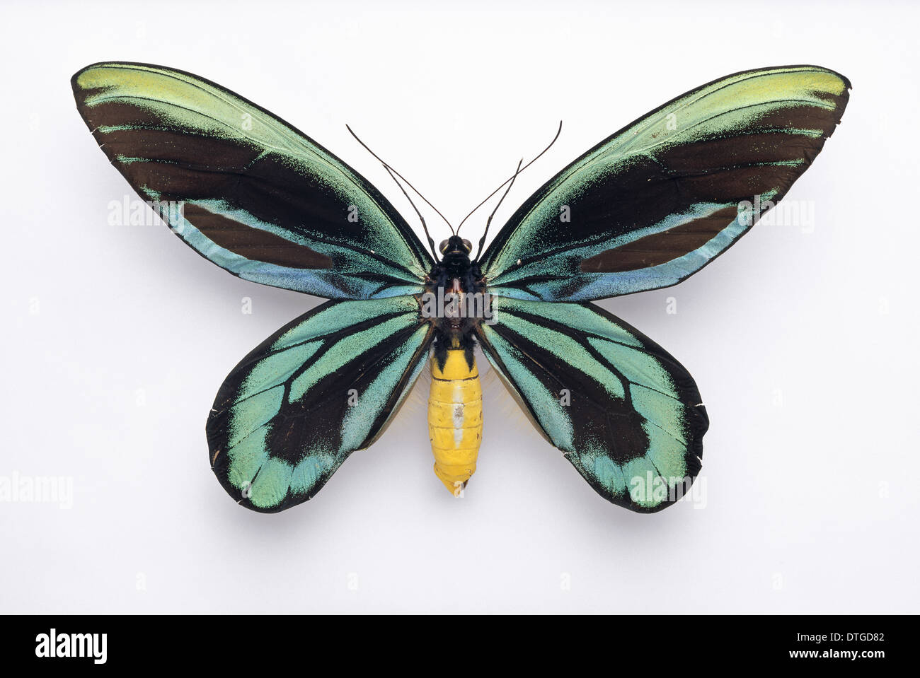 Ornithoptera alexandrae, Queen Alexandra's birdwing butterfly [SPEDTGD82]