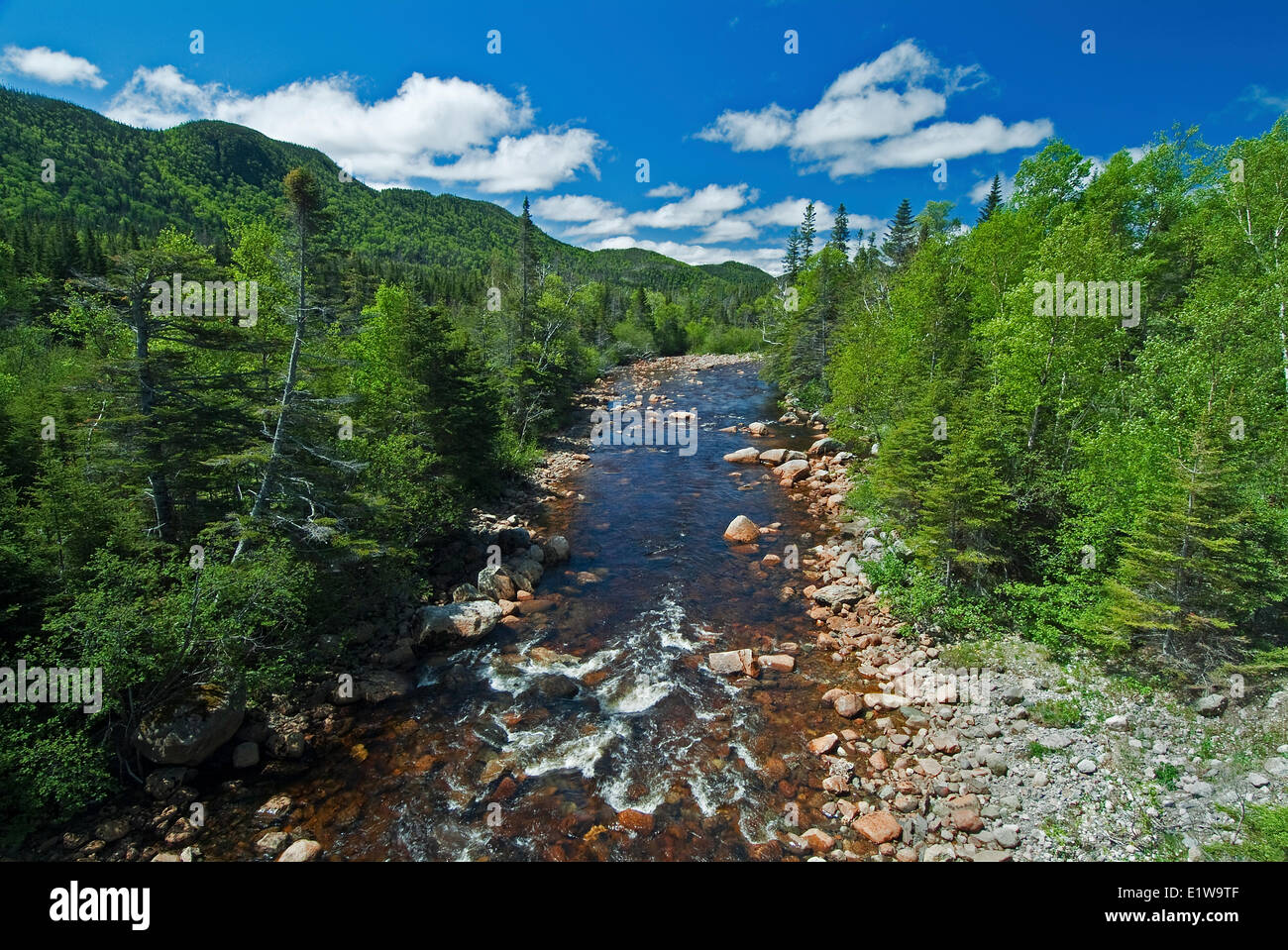 A trout river in Gros Morne National Park, Newfoundland , Canada [SPEE1W9TF]