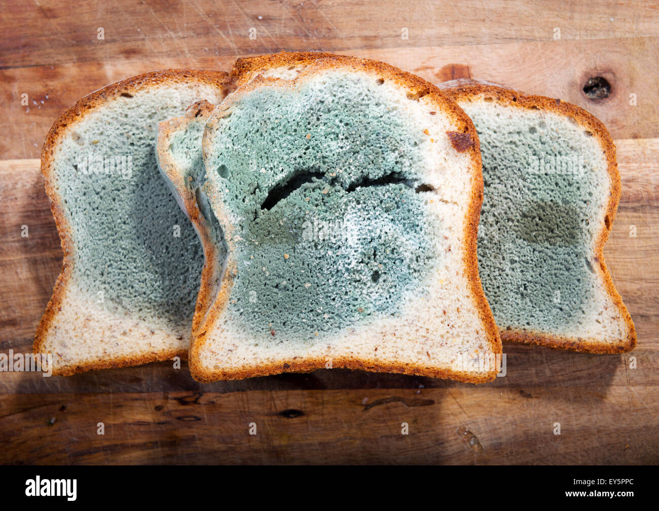 Mold growing rapidly on moldy bread in green and white spores [SPEEY5PPC]