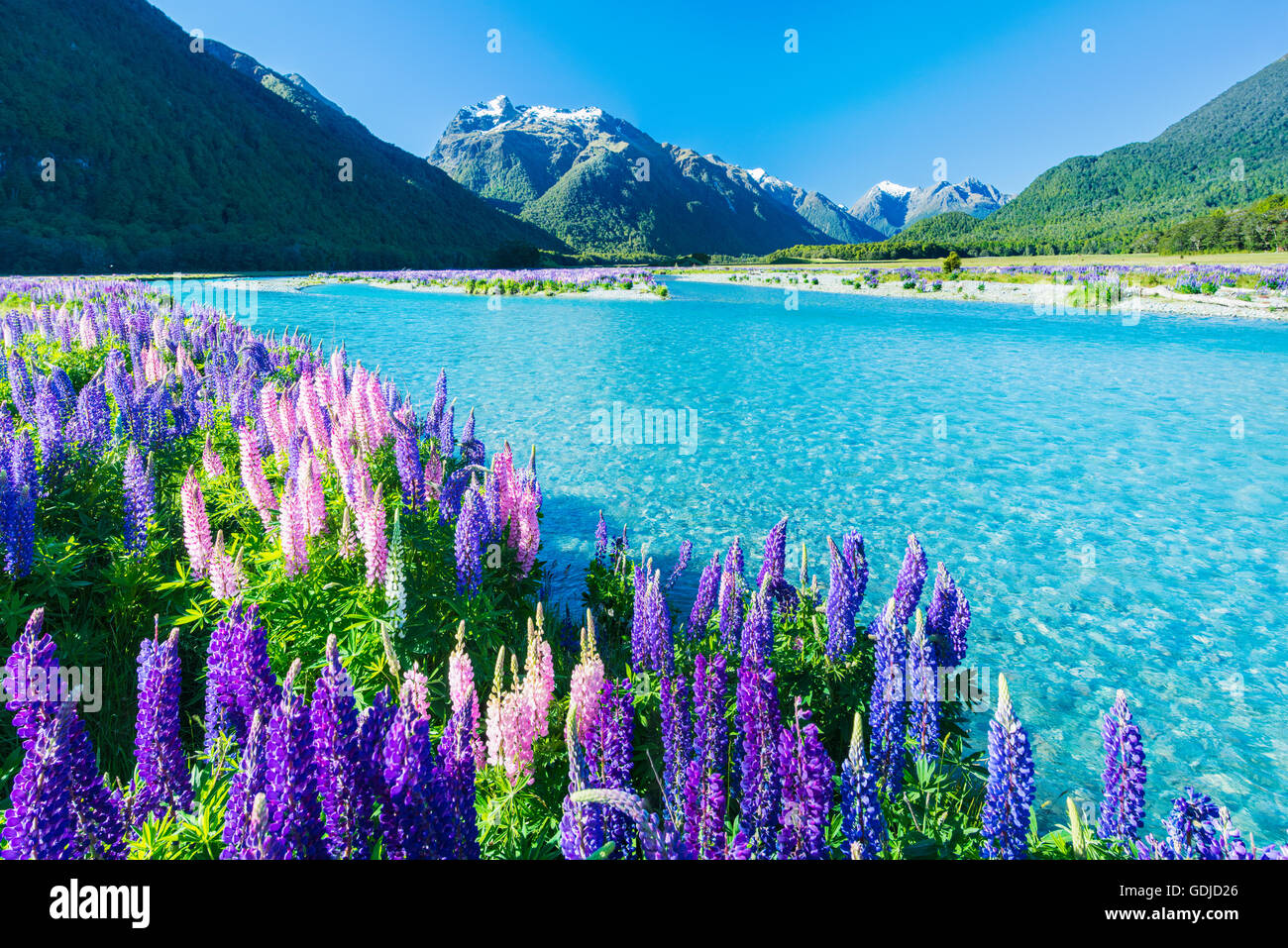 The Eglinton River near Milford Sound in The Fiordland National Park in Southland New Zealand. [SPEGDJD26]