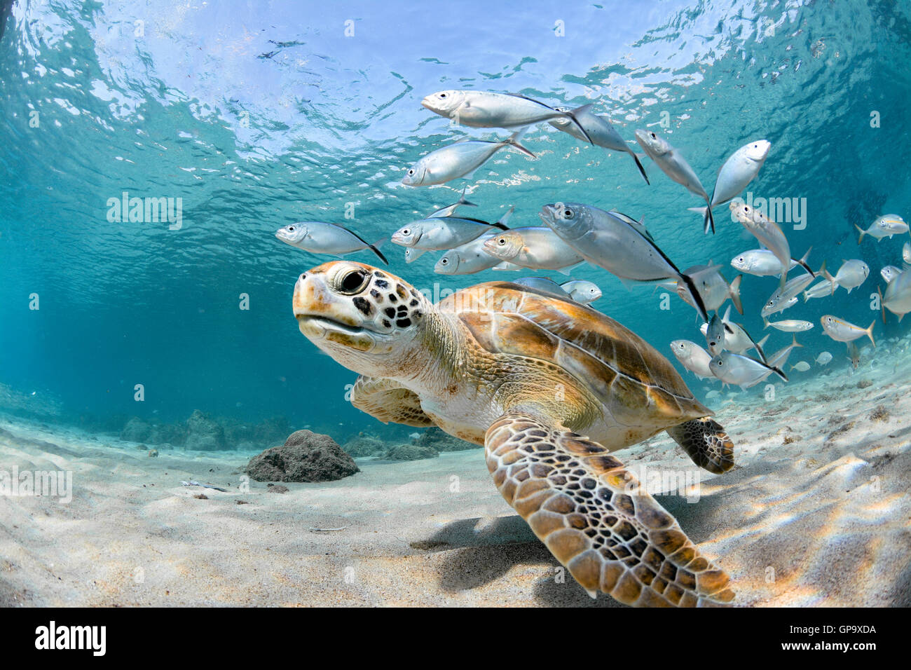 Sea Turtle and fishes in the Caribbean [SPEGP9XDA]