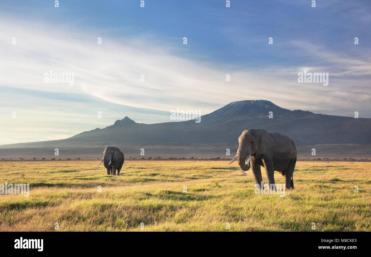 Two bull elephants browsing on grasslands at the foot of Mount Kilimanjaro. [SPEM8CKE3]